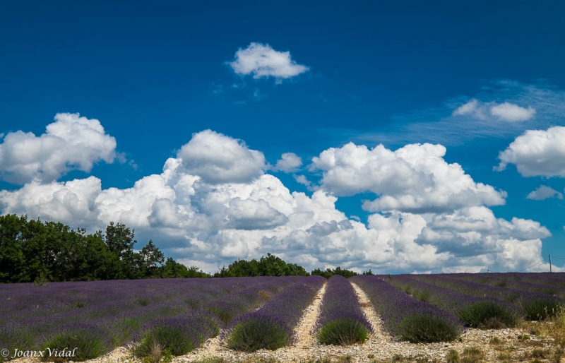 CAMPOS DE LAVANDA