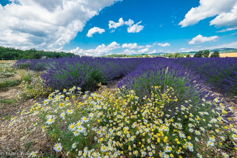 FLORES y LAVANDA