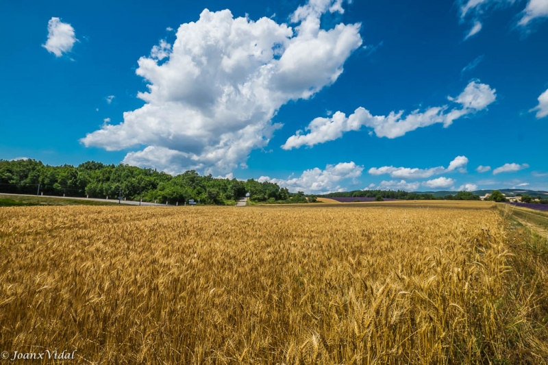 CAMPOS DE TRIGO y LAVANDA