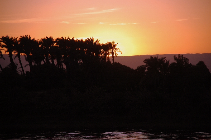 Palmeras en el desierto