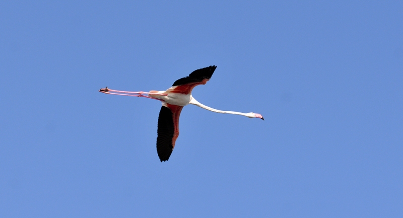 En vuelo