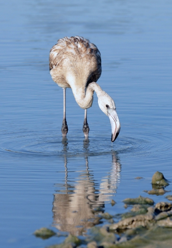 Reflejado