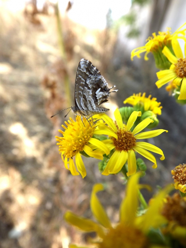 Mariposa del Geranio