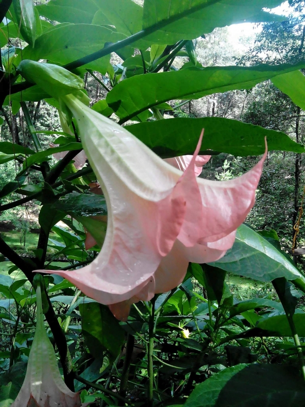 Campanilla silvestre de montaa