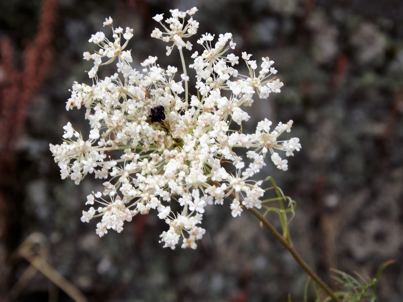 Flor de Cardo