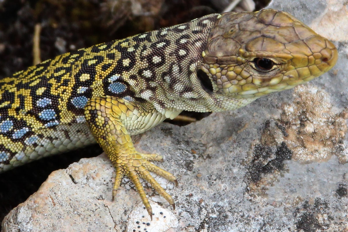 Lagarto en Sierra de Guara