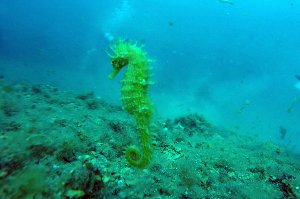 Caballito de mar.