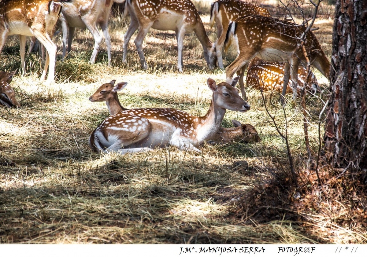 Bambi 2