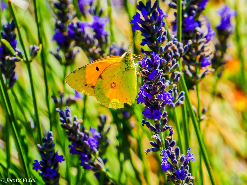 ENTRE LAVANDA