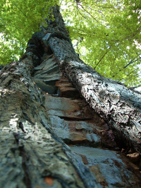 Arbol azul