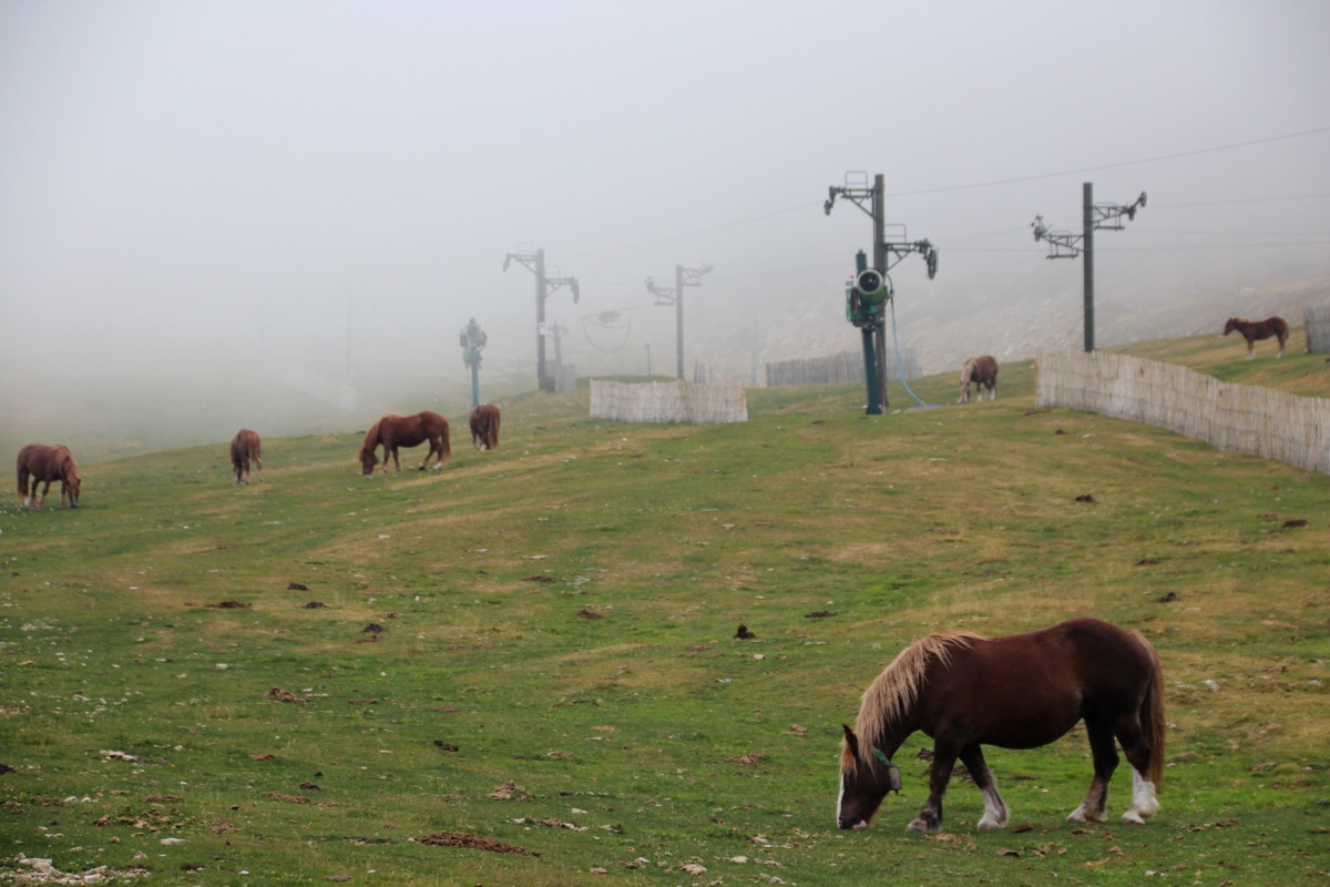 Caballos en pistas de esqu