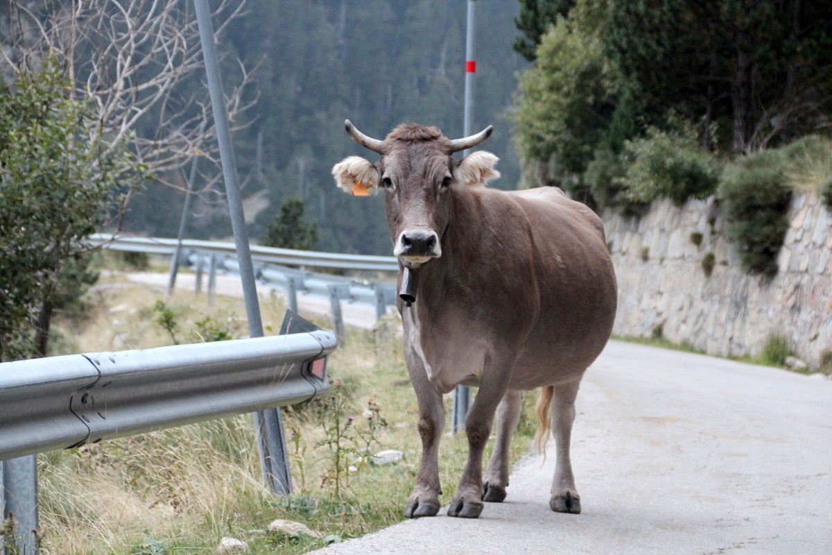 Vaca en Carretera