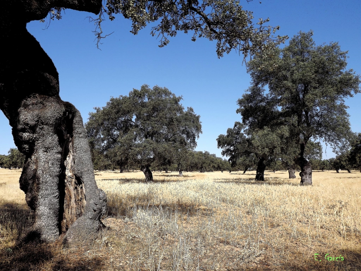 Bosque domesticado