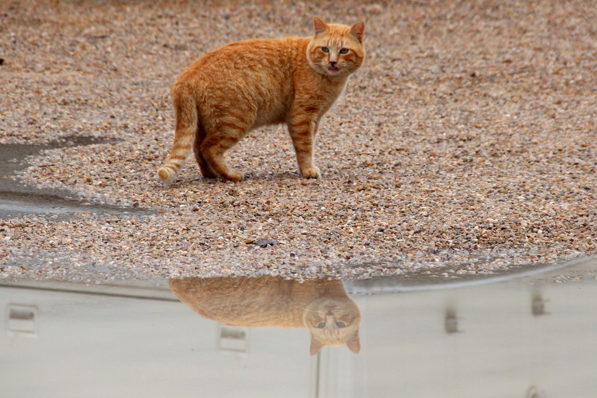 Gato reflejado