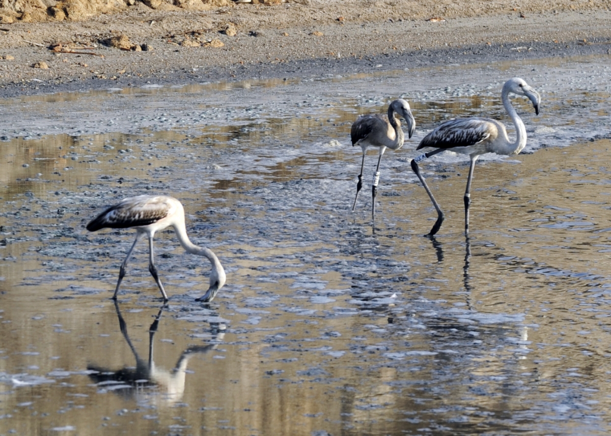 flamencos