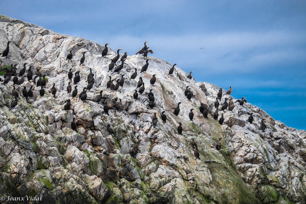 Colnia de cormoranes