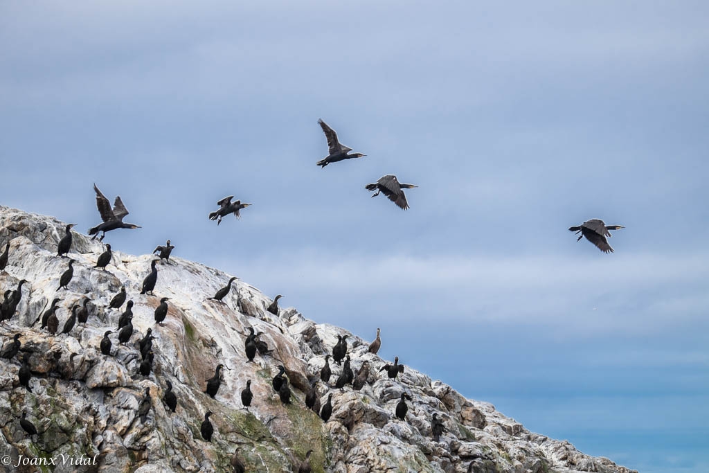 Vuelo de cormoranes