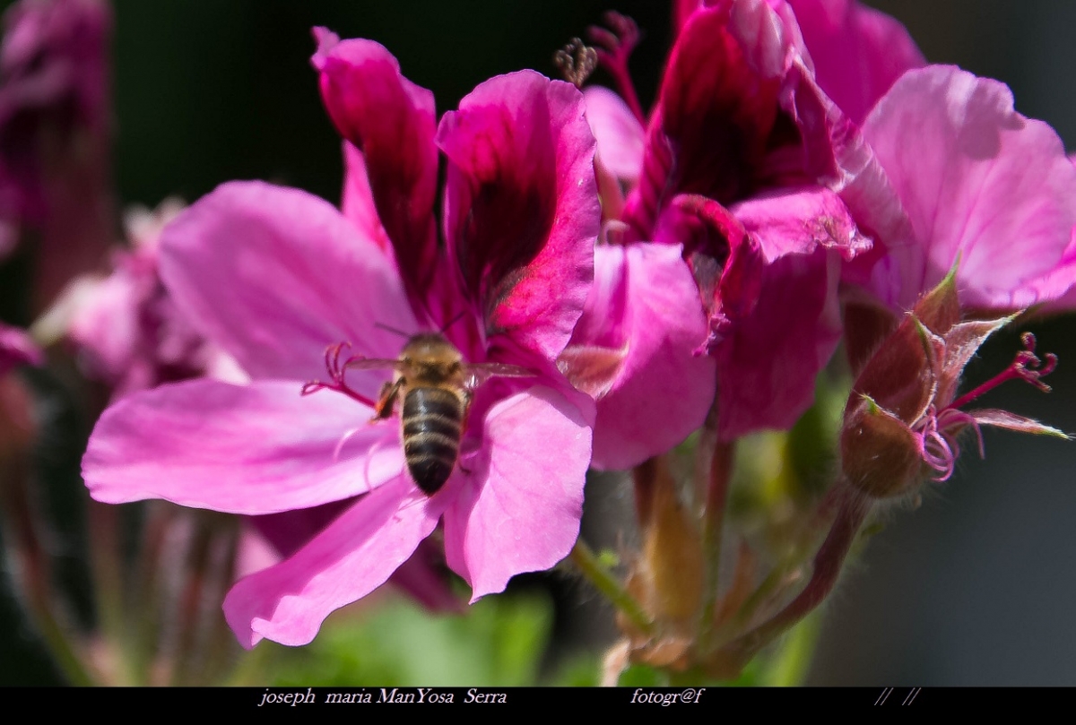 Una princesa amb color