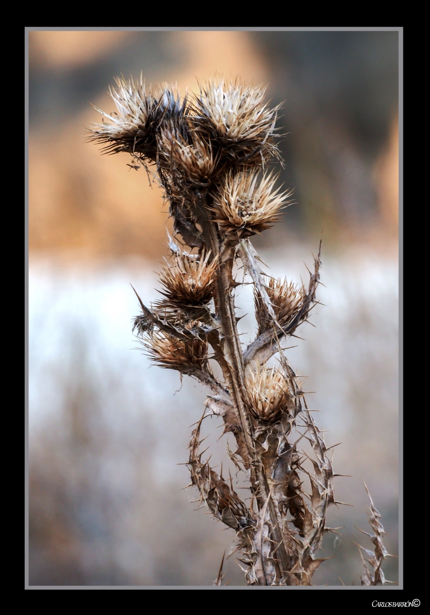 FLOR DE EFECTO INVERNADERO