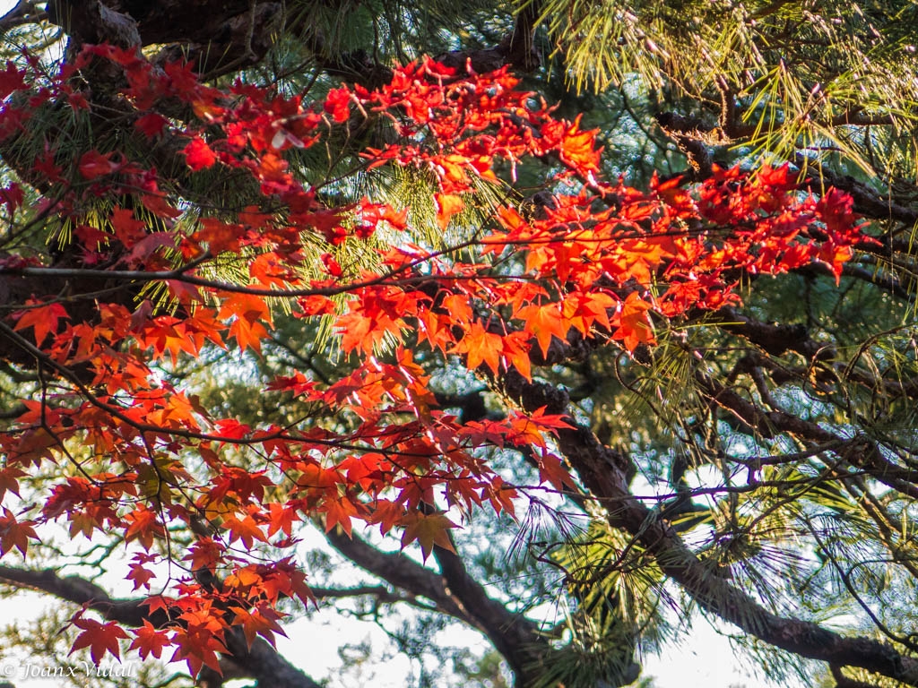 Rojo encendido