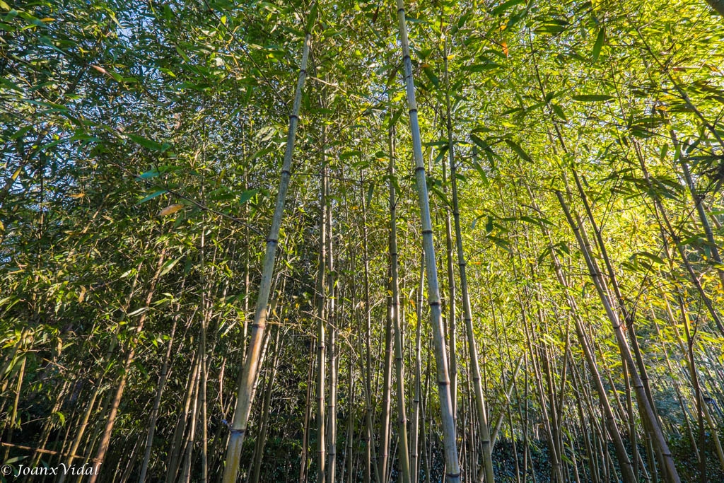 Bosque de bamb