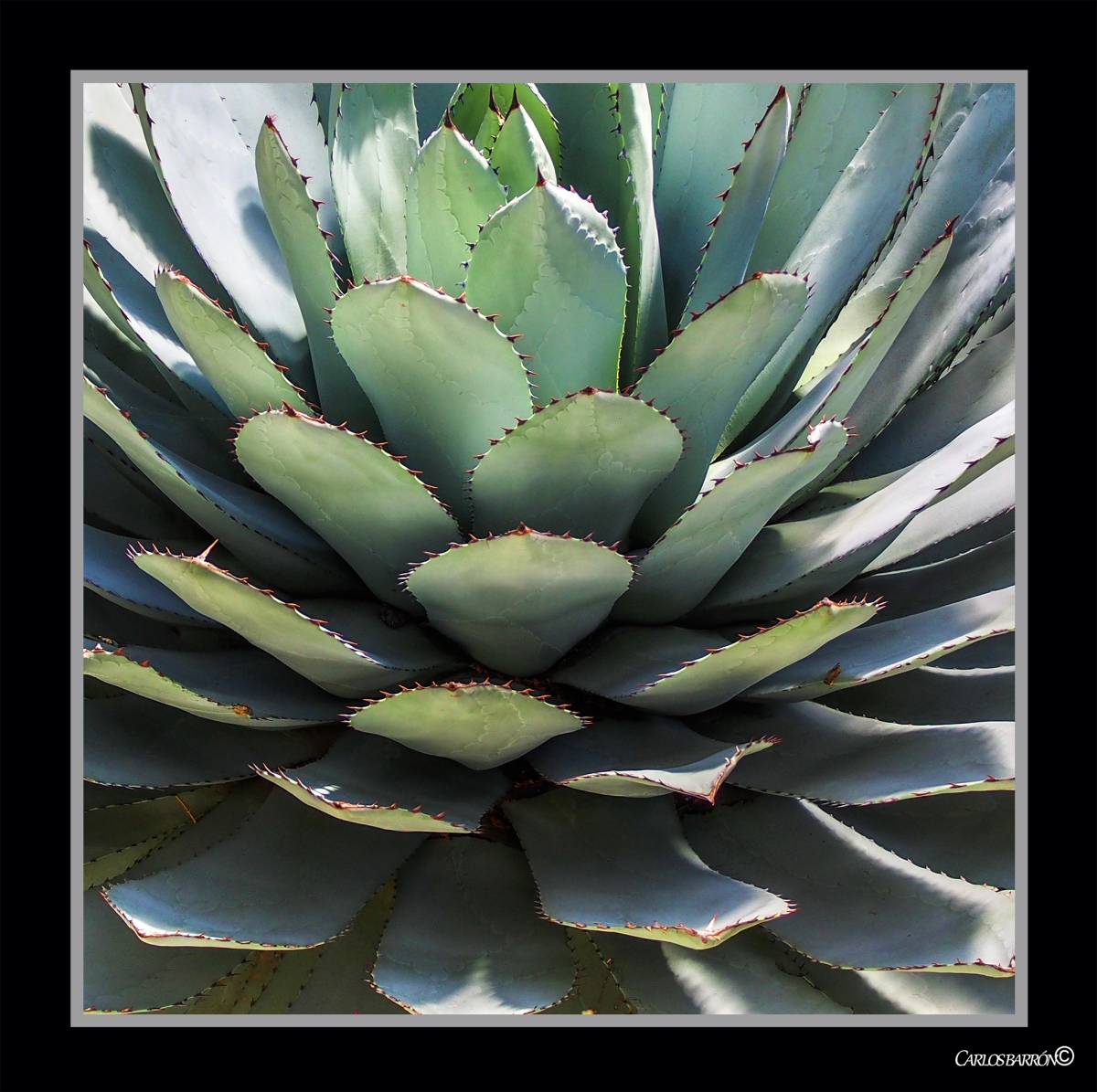 NATURALEZA O MQUINA DE GUERRA?