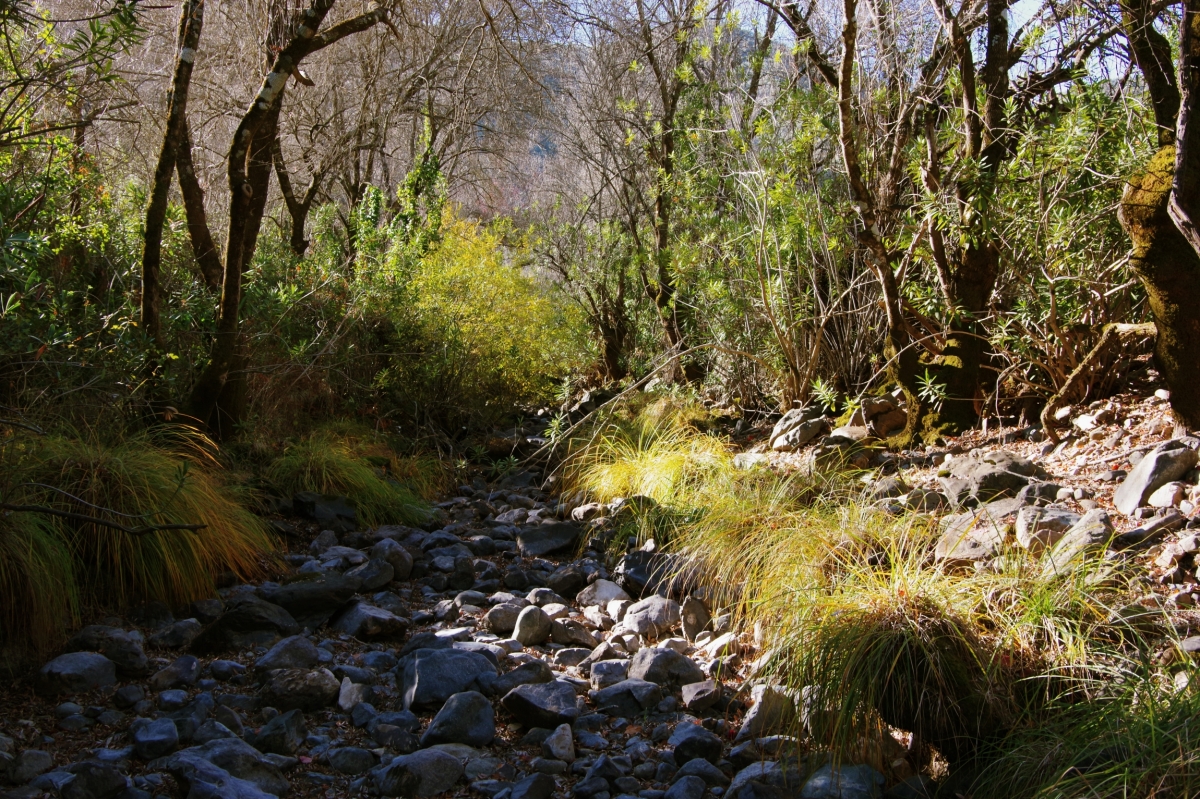 Bosque en galera (II)