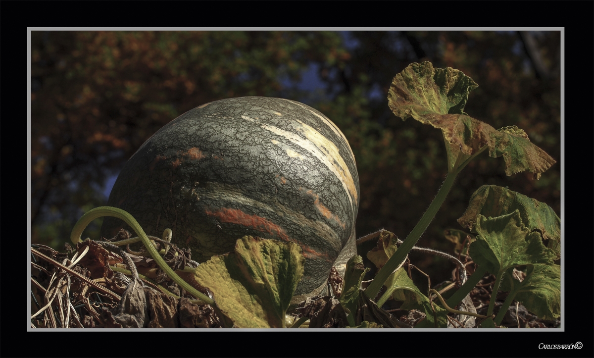 CALABAZN ALIEN