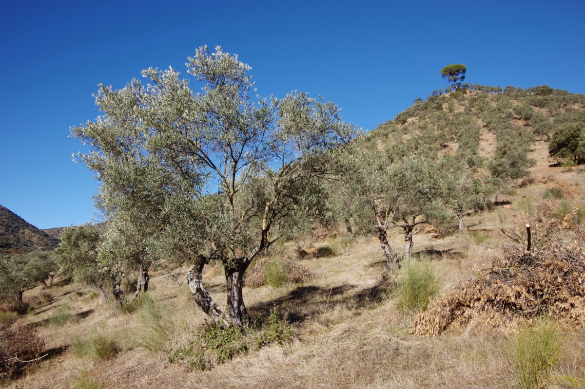 Monte de Olivos (I)