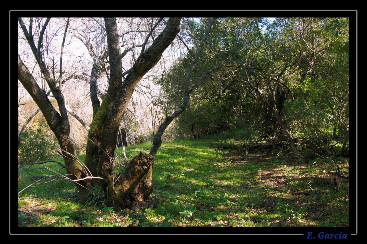 Camino al rio Cuzna (II)