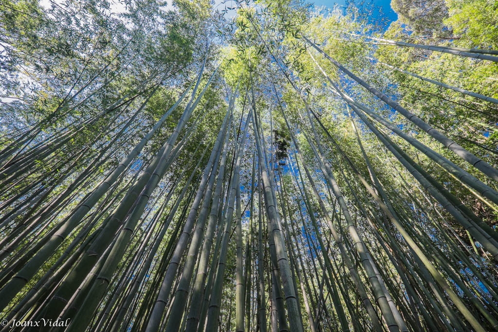 Bosque de bamb