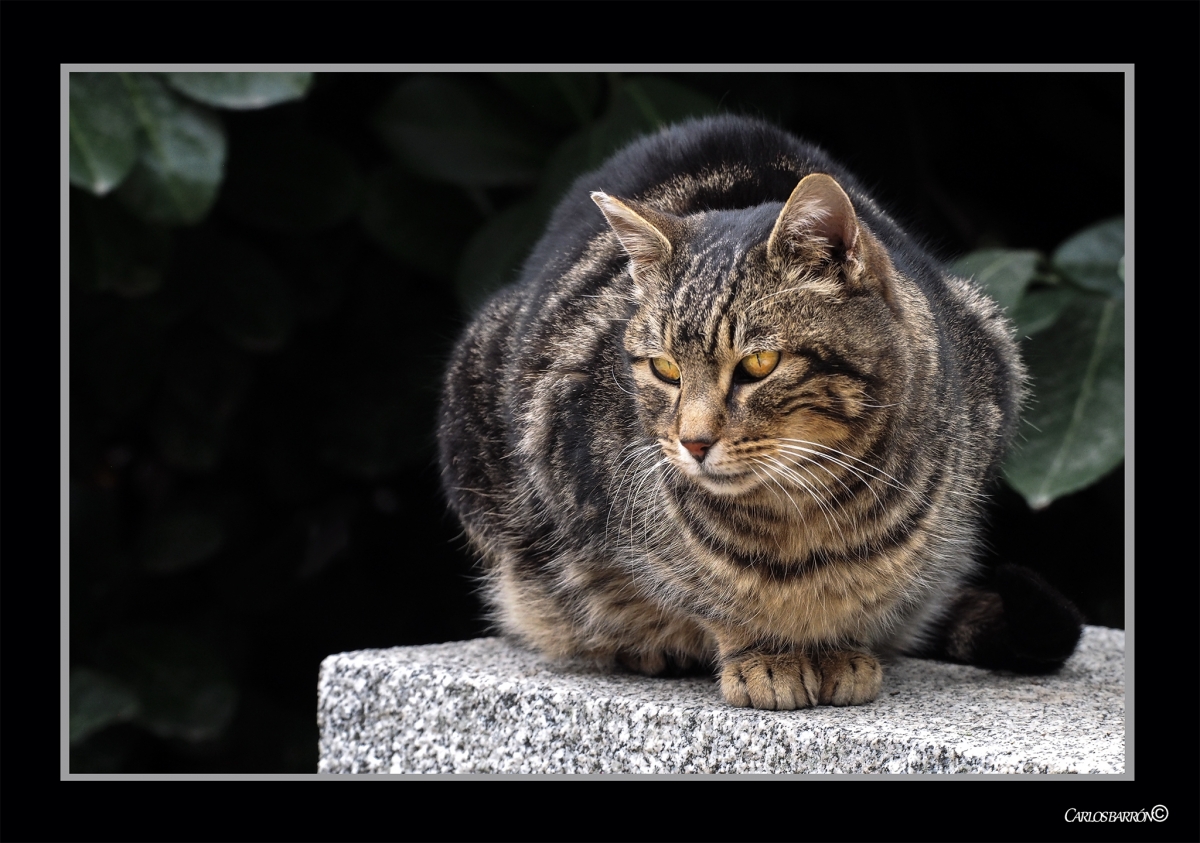 GATO EN LIBERTAD