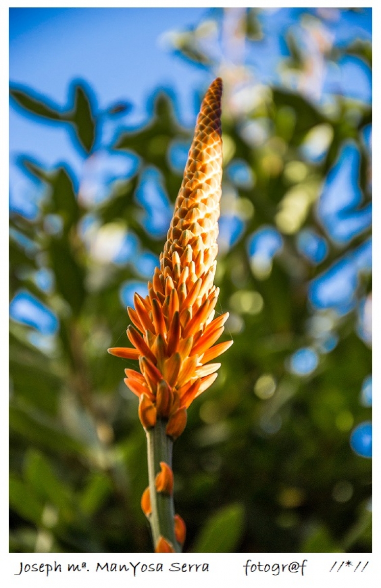 Aloe