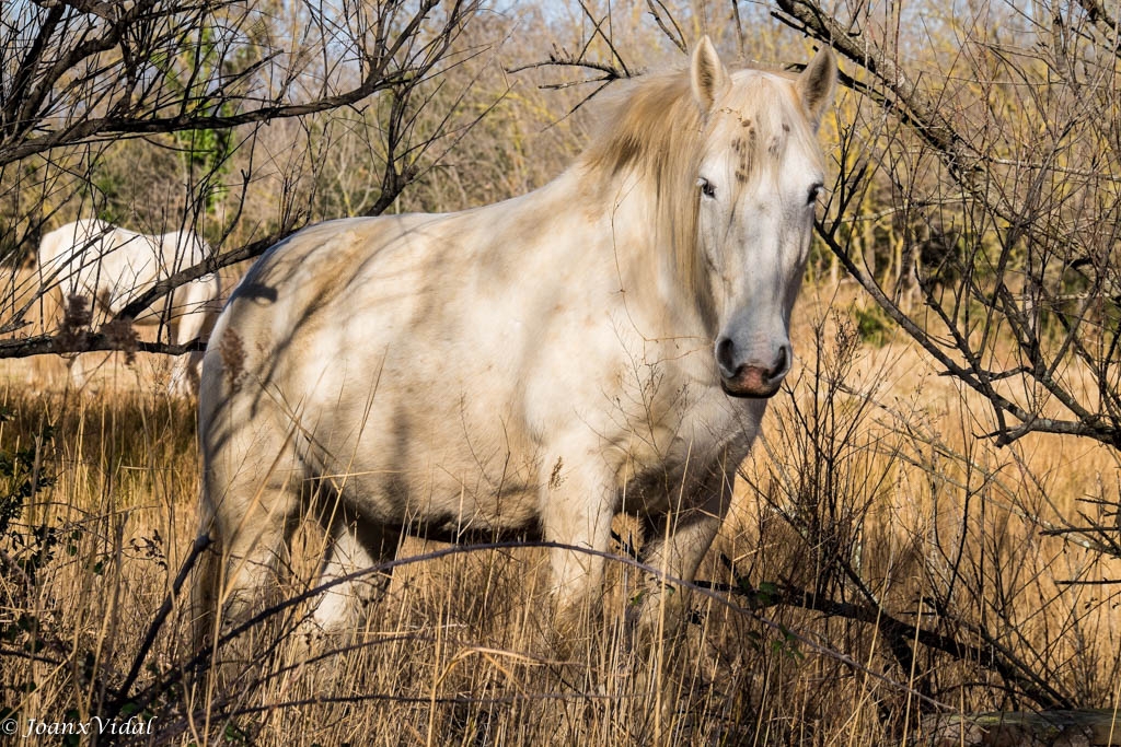 CAVALL BLANC