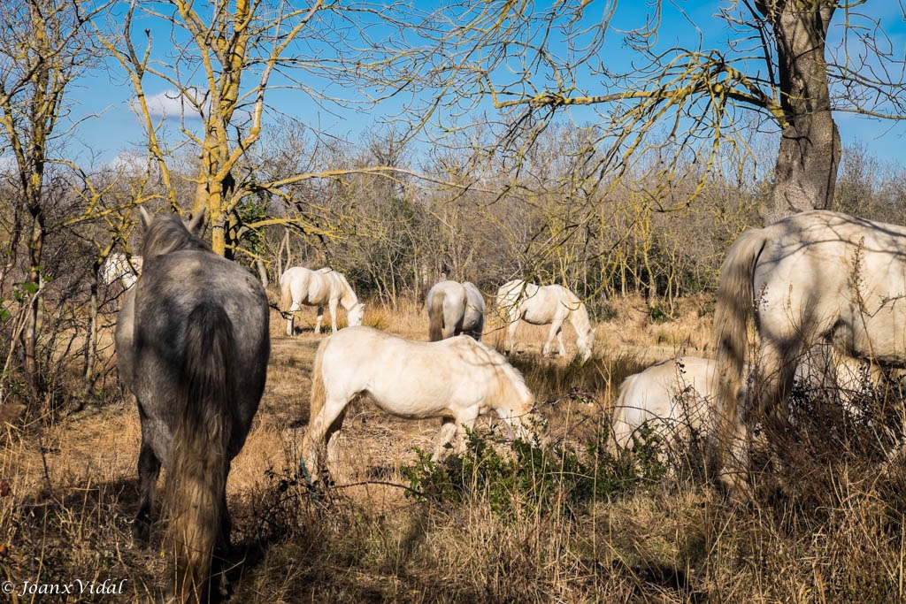 REMAT DE CAVALLS