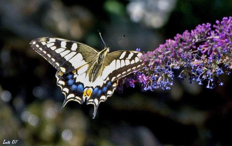 Papilio Machaon