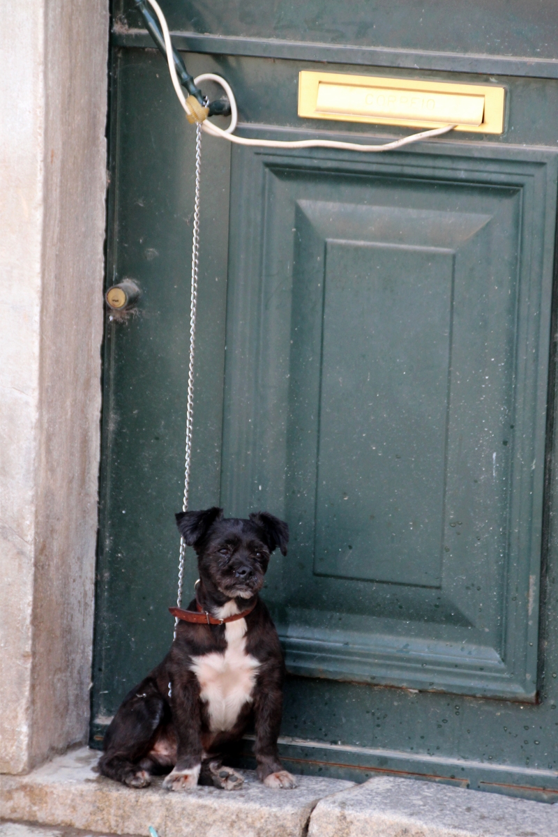 Perro atado a sofisticado sistema de seguridad