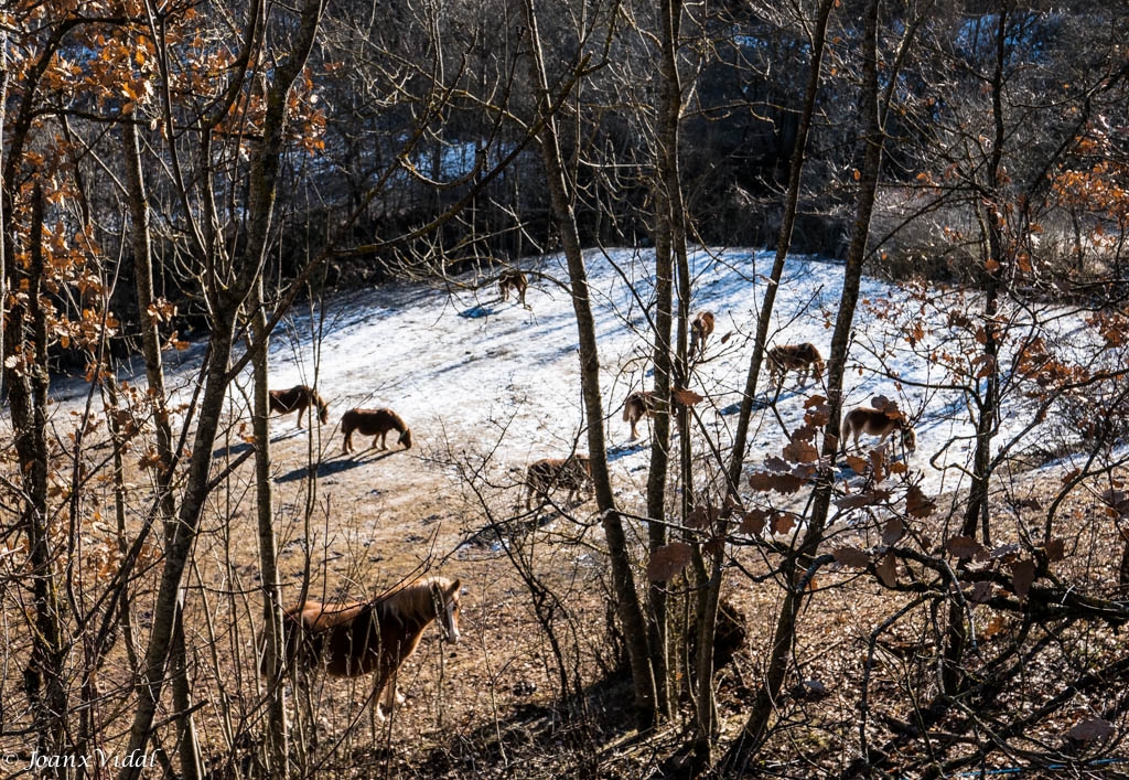 ALIMENT ENTRE LA NEU