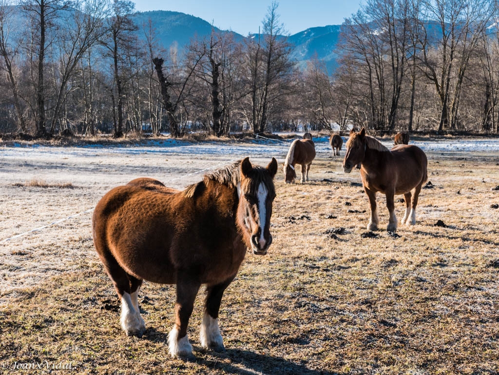 CABALLOS PIRENAICOS