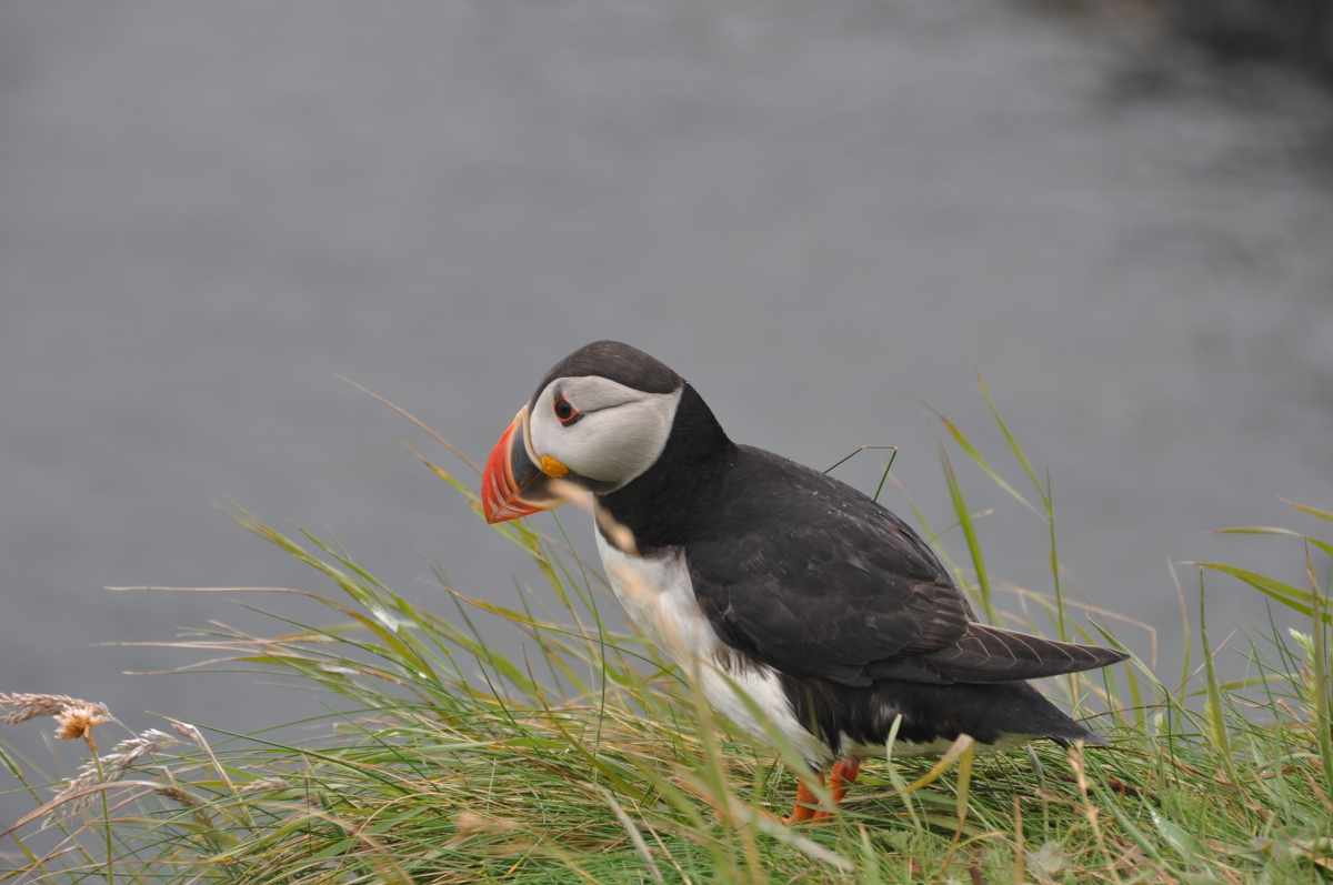 Puffin 1