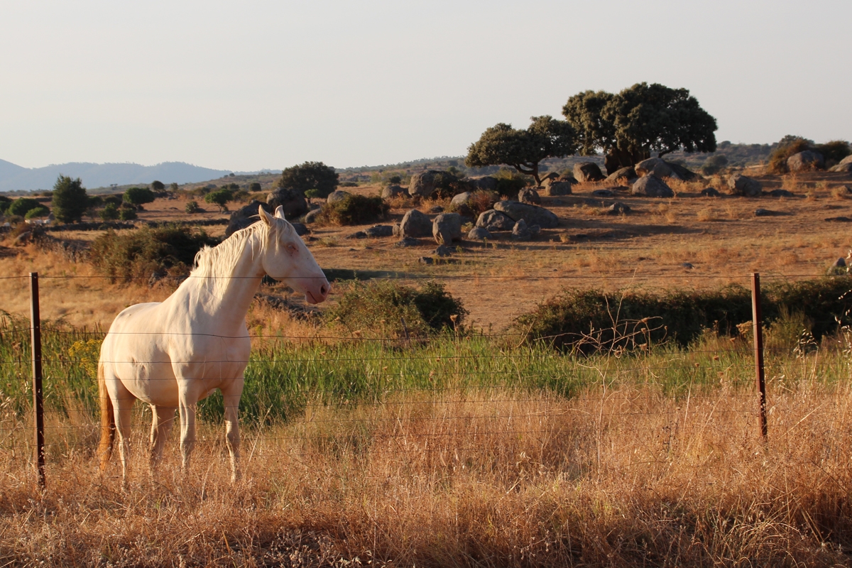 Caballo albino