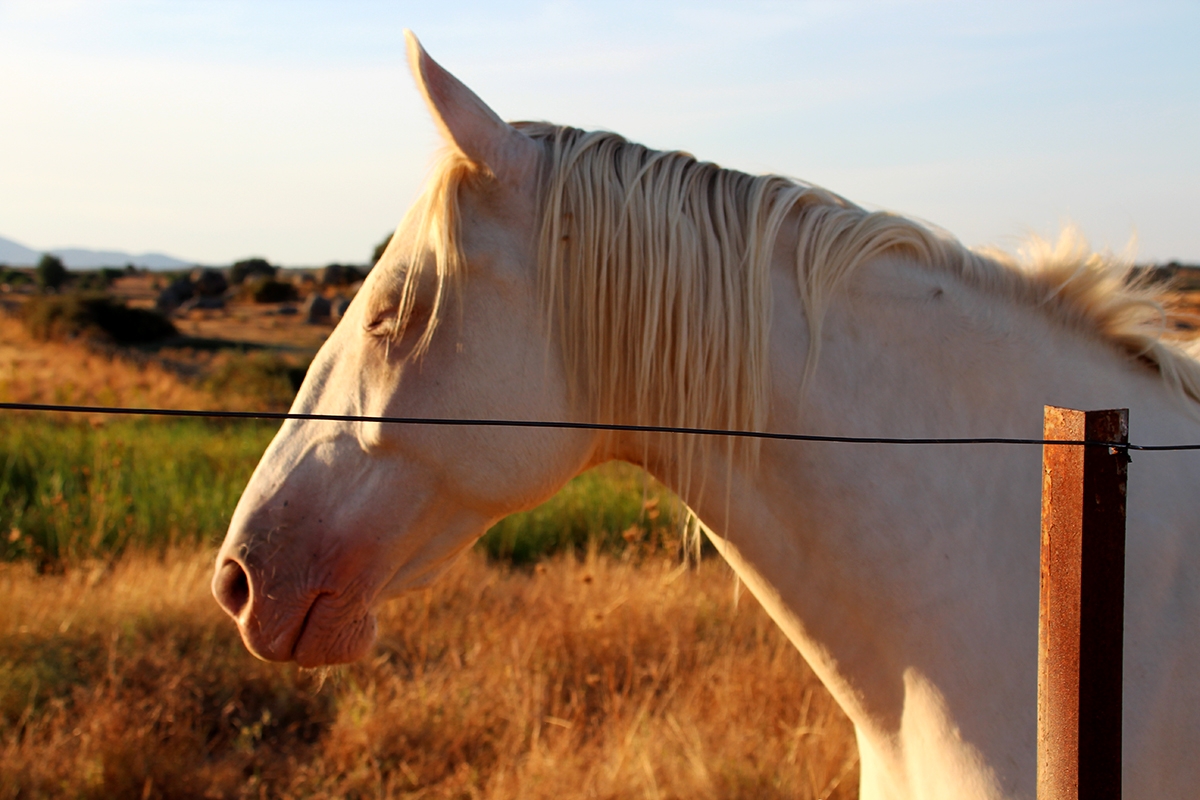 Caballo de perfil