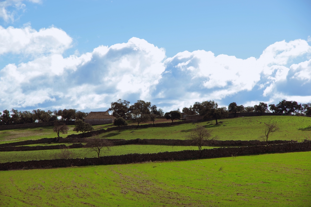 Campo con paredes (y puertas)