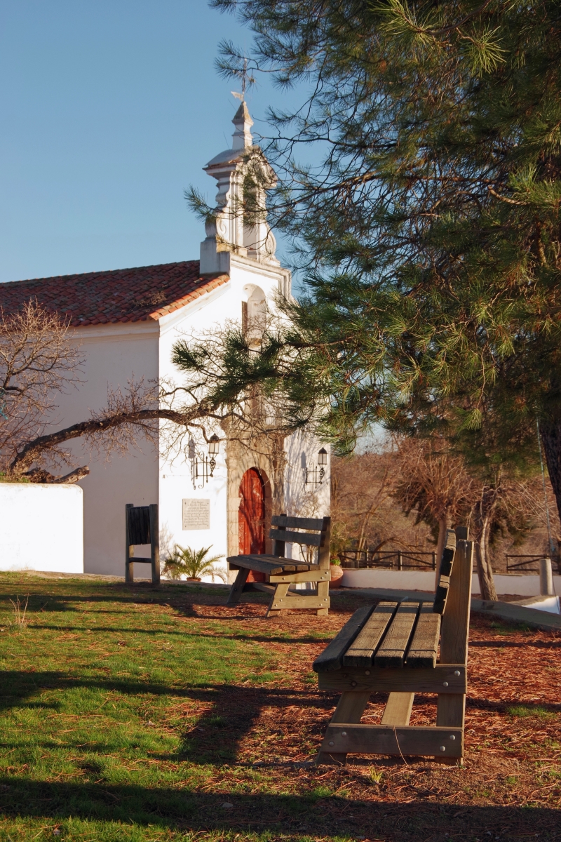 Bajo el pino