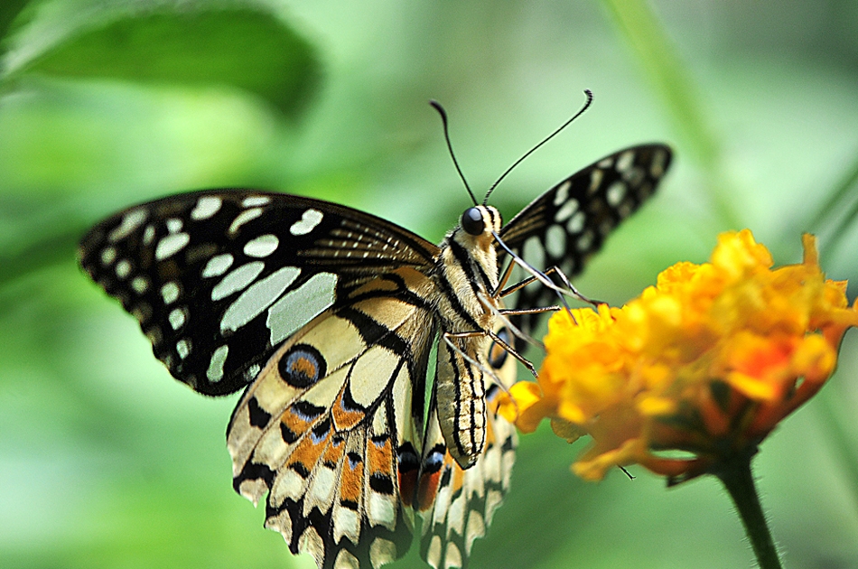 Papilio 8