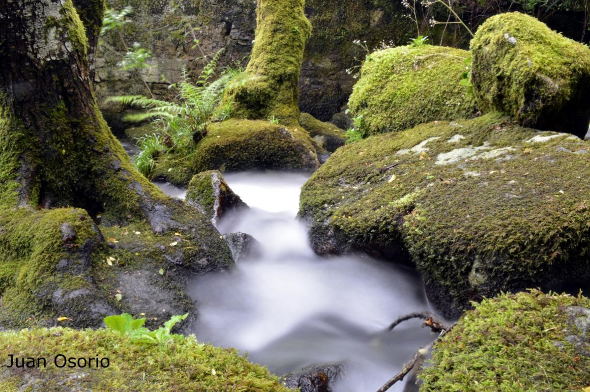 Ribeira Sacra: Regato (Nogueira de Ramun)
