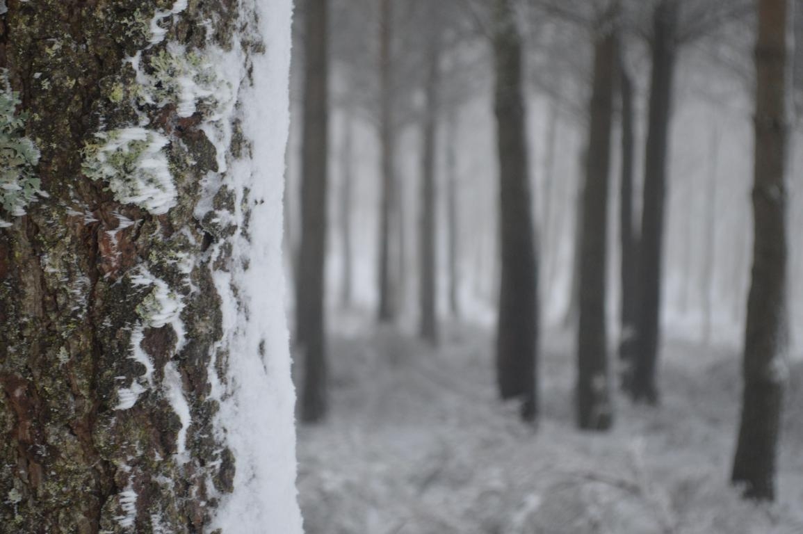 Neve: Salgueiros. Castro Caldelas (Ourense) byJOM