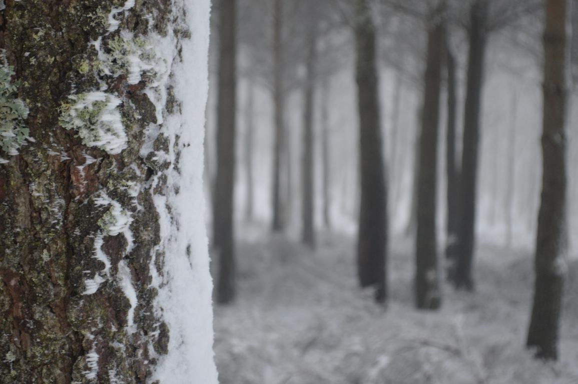 Neve: Salgueiros