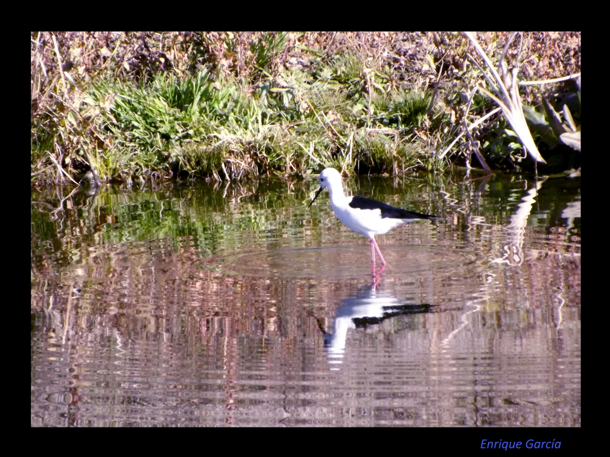 Cigeuela Pescando 