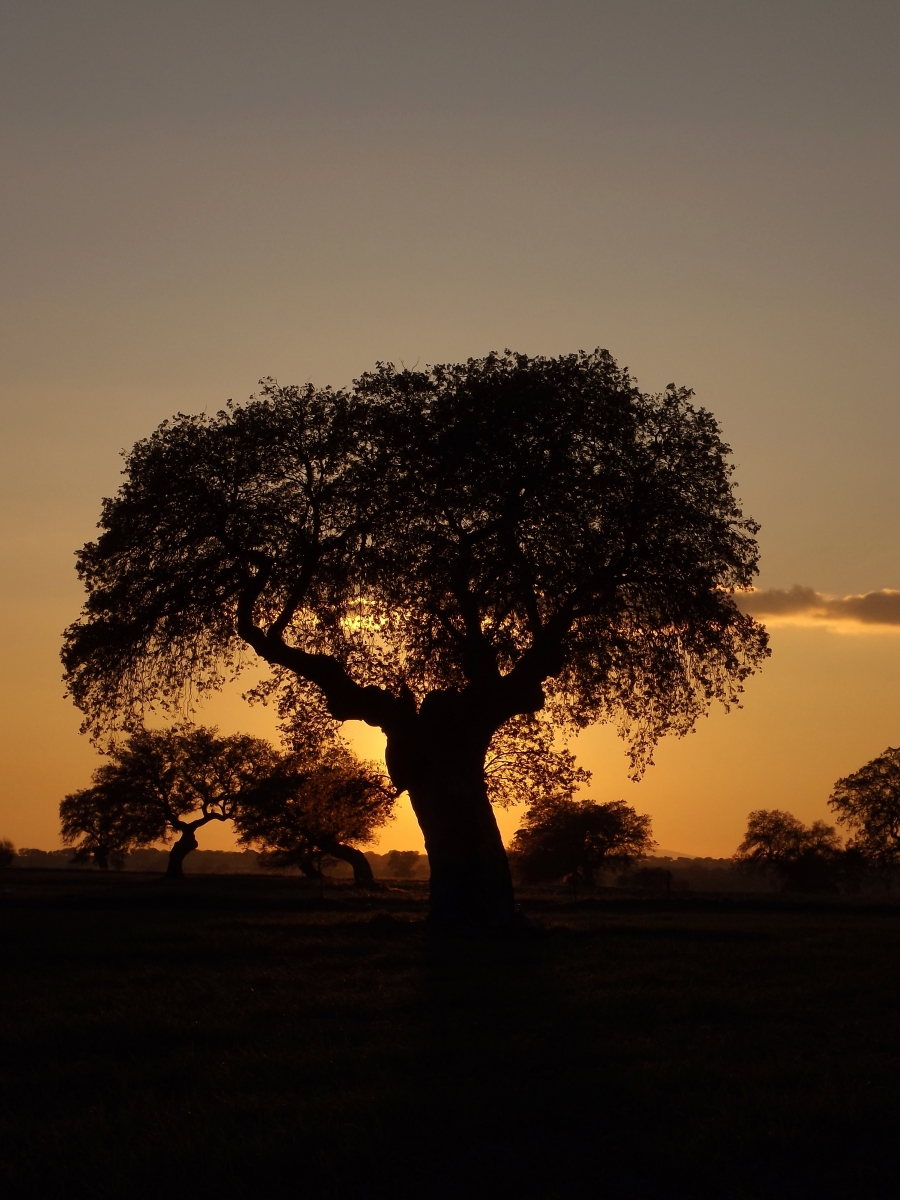 Atardecer perdido IV